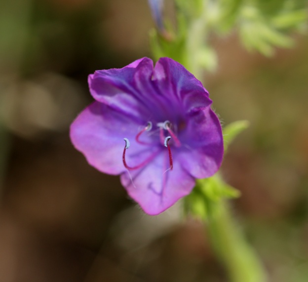 Campanula glomerata? no, Echium plantagineum